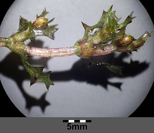 Holly-leaved naiad: Infructescence Taxonym: Najas marina ss Fischer et al. EfÖLS 2008 ISBN 978-3-85474-187-9 Location: Alte Donau, Vienna-Floridsdorf - ca. 160 m a.s.l. Habitat: ox