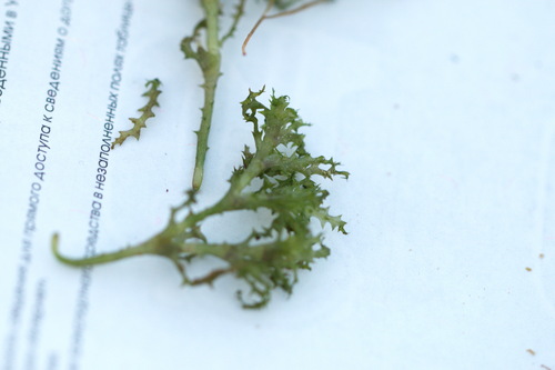 Holly-leaved naiad (Najas marina)
