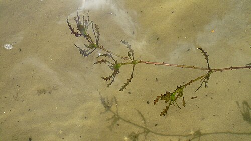 Holly-leaved naiad: Jezierza morska w jeziorze Ostrów na Pojezierzu Myśliborskim