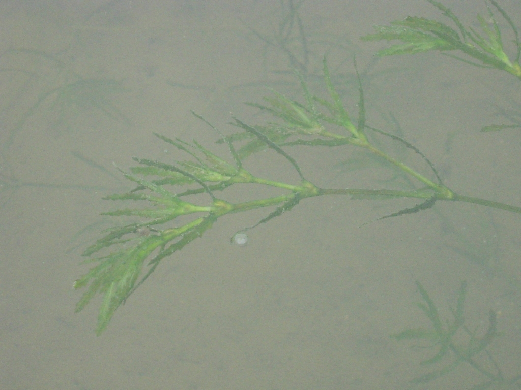 Holly-leaved naiad: Yu Ito, Hye Ryun Na, Seung Cho Lee, Sang Hwan Park, Hee Bak Choi and Hong-Keun Choi (2007) A brief survey of Korean Aquatic Plants. Bulletin of Water Plant Soci