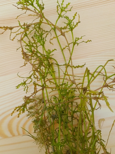 Holly-leaved naiad (Najas marina)