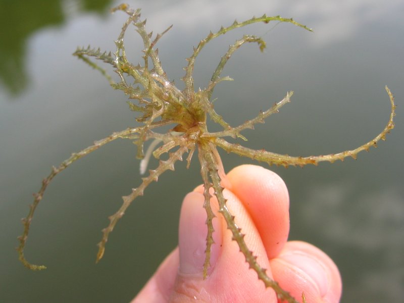 Holly-leaved naiad: Großes Nixenkraut Najas minor , Müritz-Gebiet