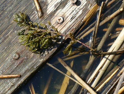 Holly-leaved naiad (Najas marina)
