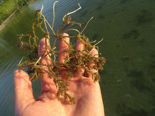 Holly-leaved naiad (Najas marina)