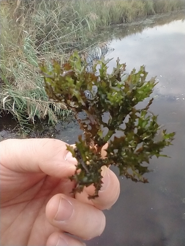 Holly-leaved naiad (Najas marina)