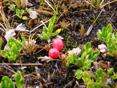 Nanodea muscosa (Nanodea muscosa)