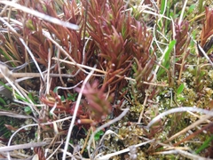Nanodea muscosa (Nanodea muscosa)