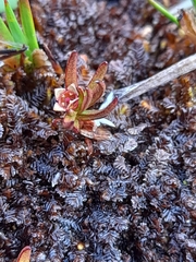 Nanodea muscosa (Nanodea muscosa)