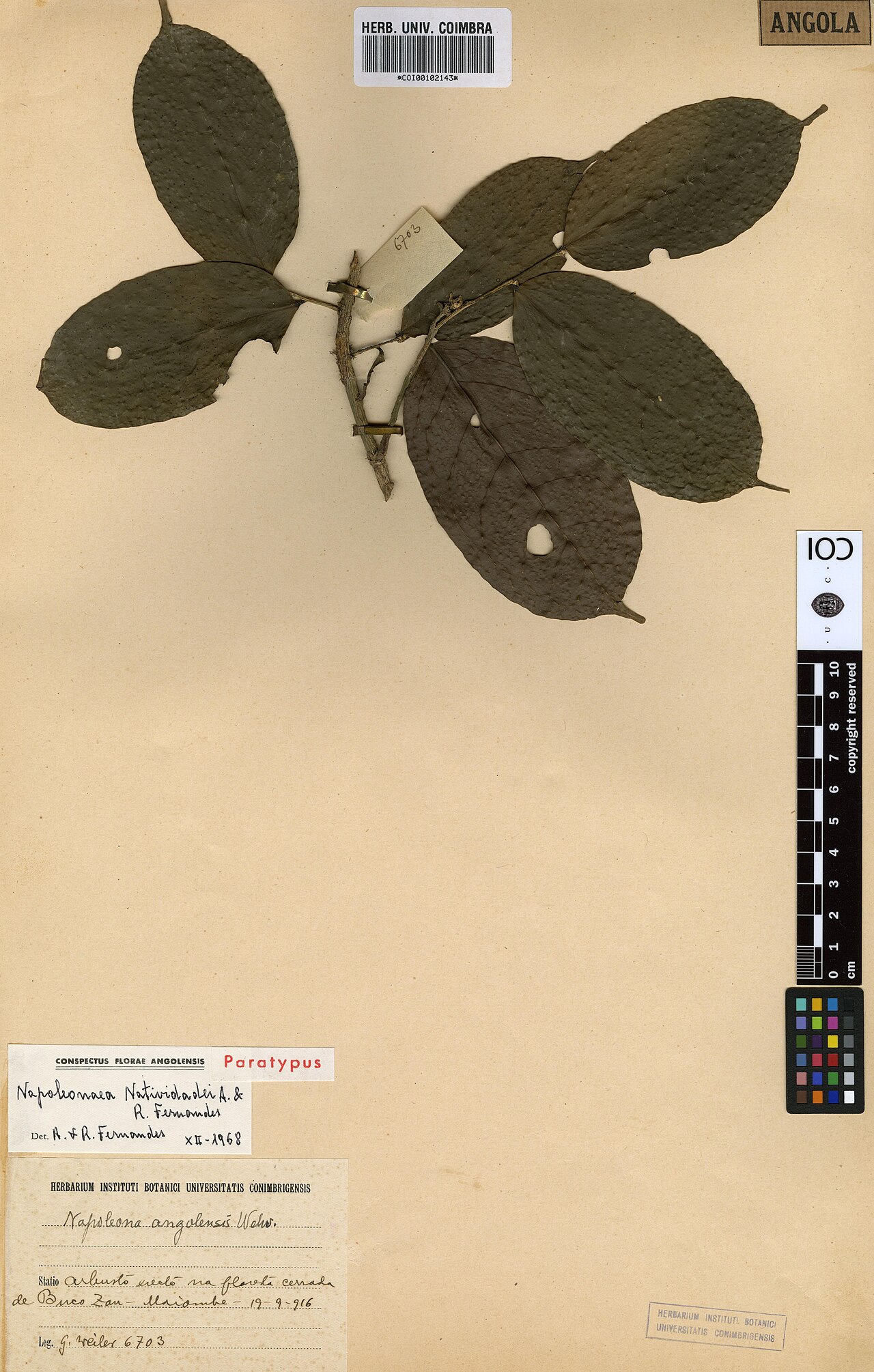 Napoleonaea angolensis: Photograph of Paratype of Napoleonaea angolensis at Herbarium of the University of Coimbra, Portugal (COI). Specimen COI00102143. http://coicatalogue.uc.pt/spec