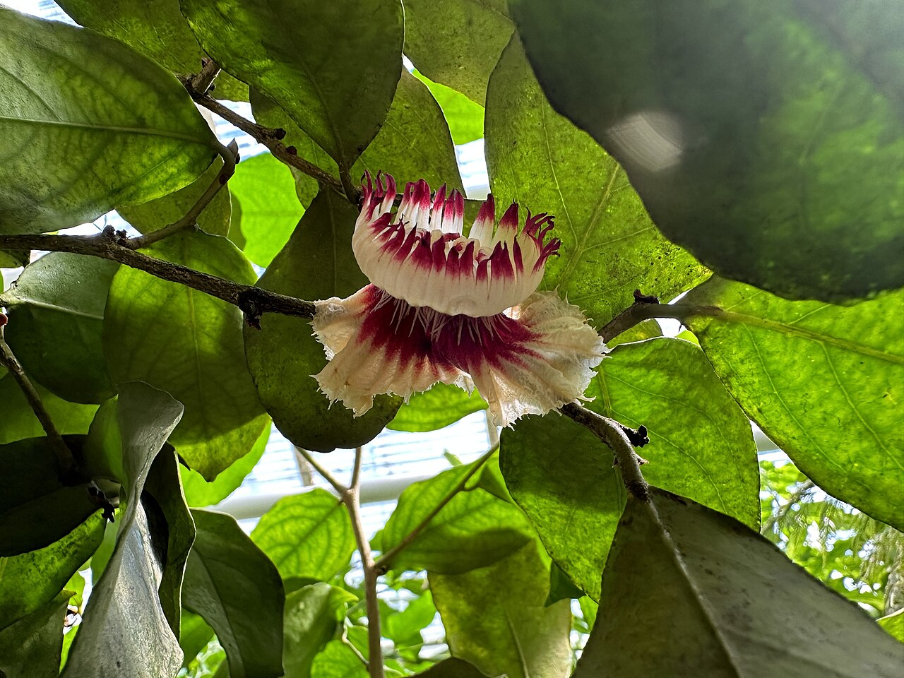 Napoleonaea beninensis: Napoleonaea beninensis im Botanischen Garten München