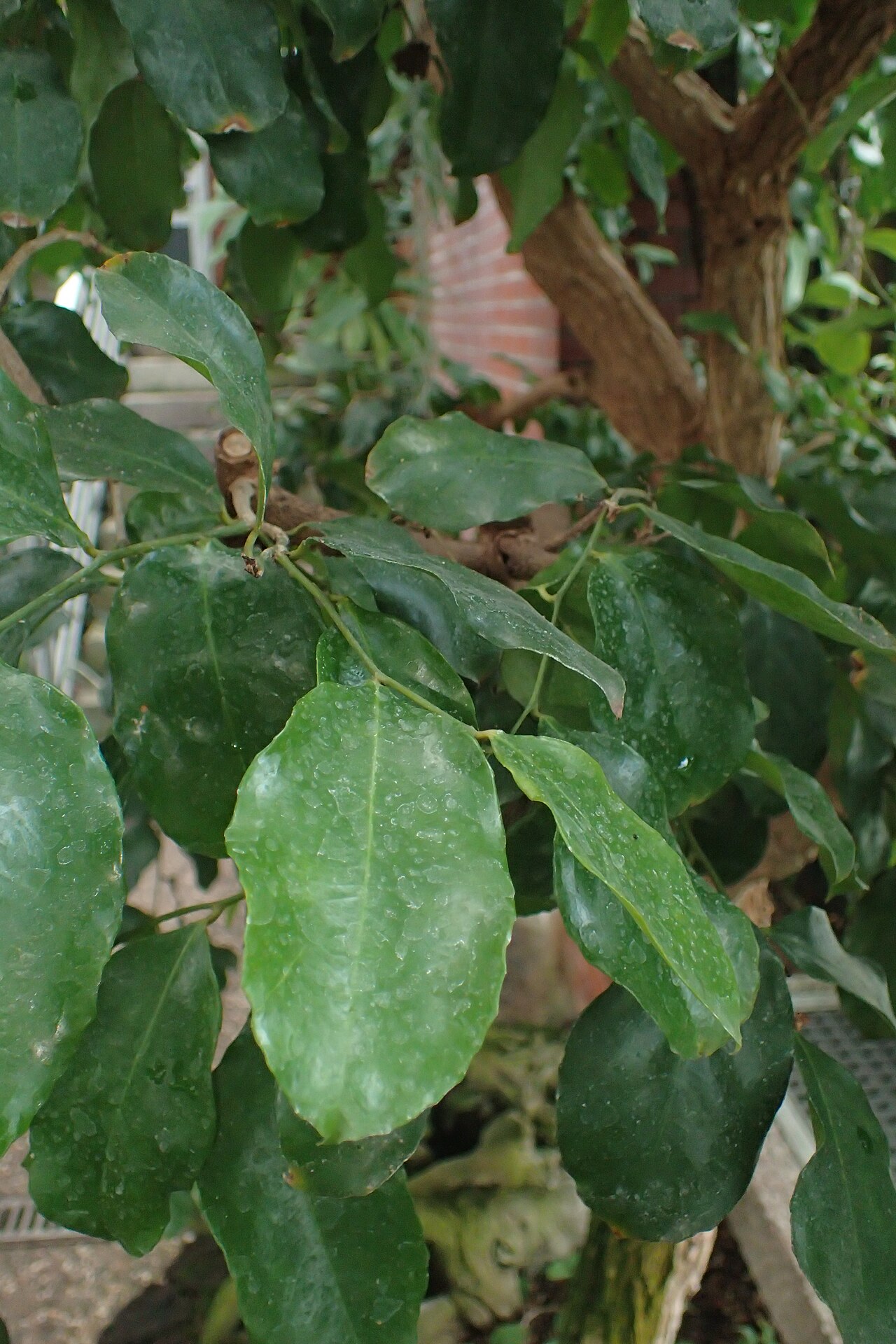 Napoleonaea beninensis: Napoleonaea beninensis in the Botanischer Garten, Berlin-Dahlem