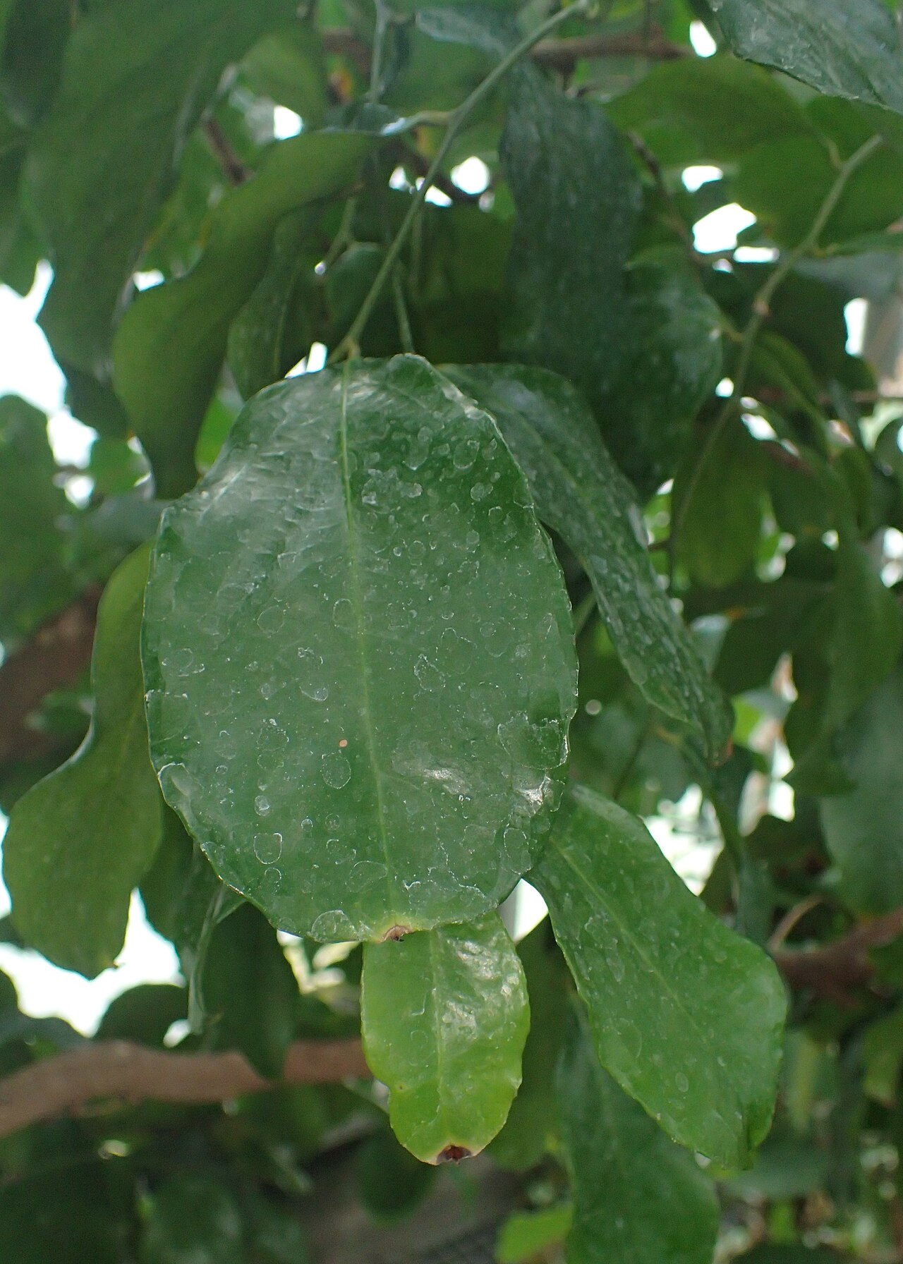 Napoleonaea beninensis: Napoleonaea beninensis in the Botanischer Garten, Berlin-Dahlem
