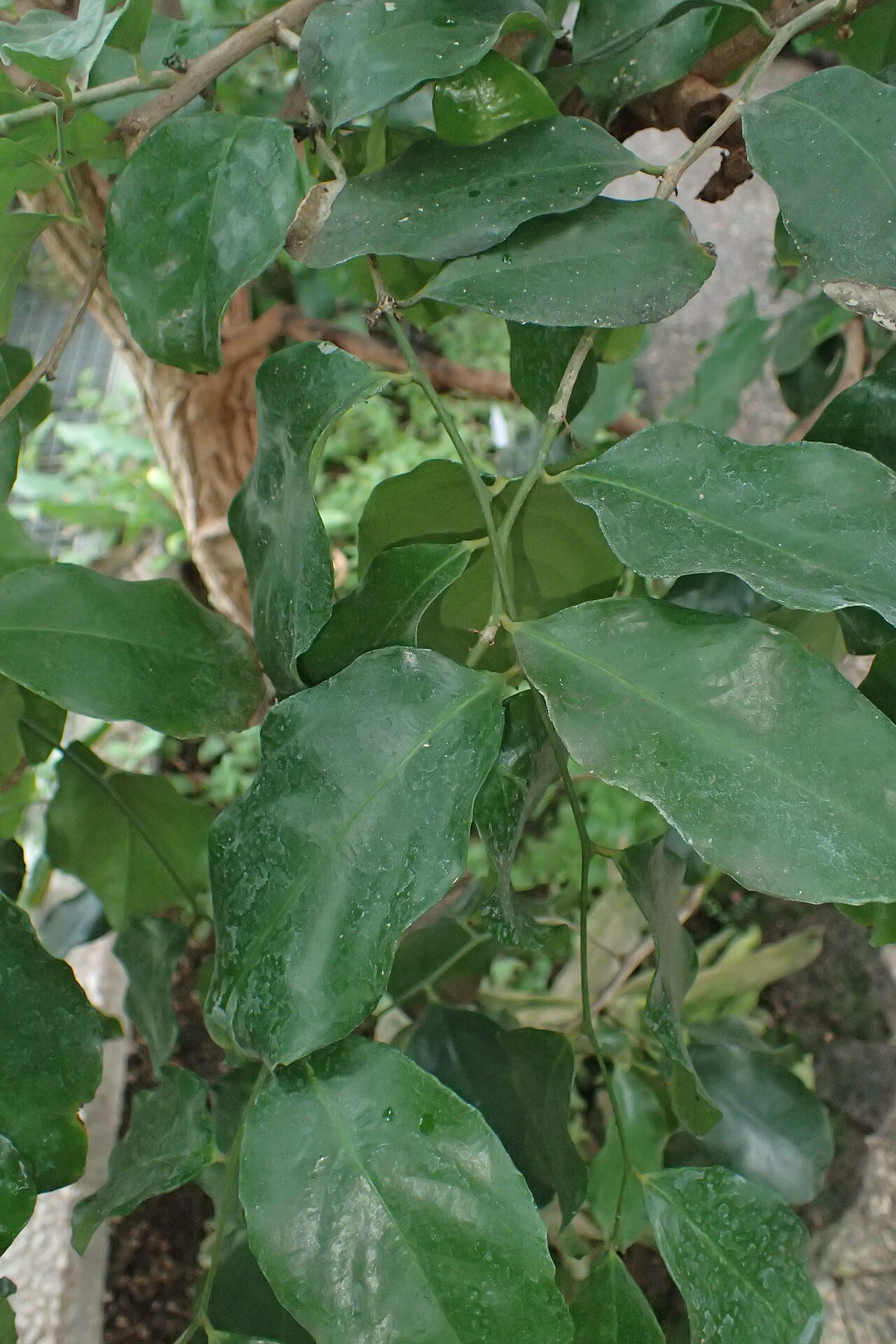 Napoleonaea beninensis: Napoleonaea beninensis in the Botanischer Garten, Berlin-Dahlem