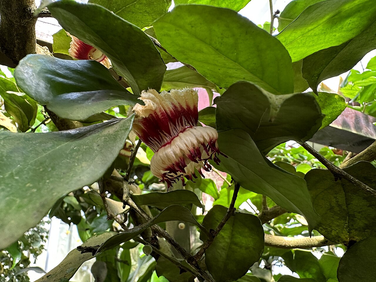 Napoleonaea beninensis: Napoleonaea beninensis im Botanischen Garten München