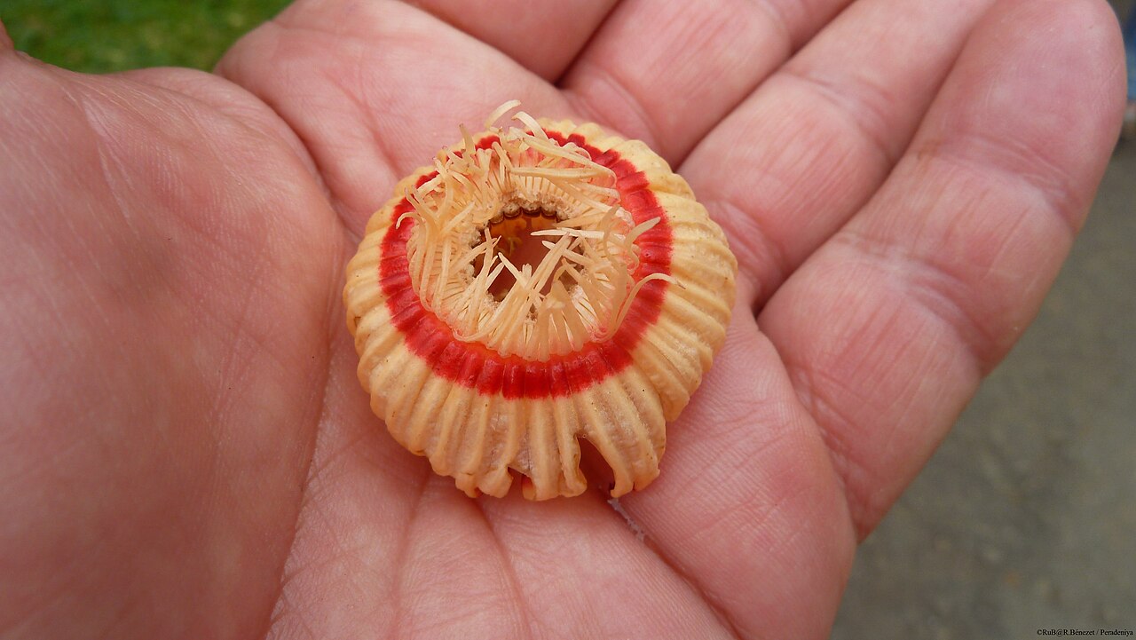 Napoleonaea imperialis: Fleur du N. imperialis