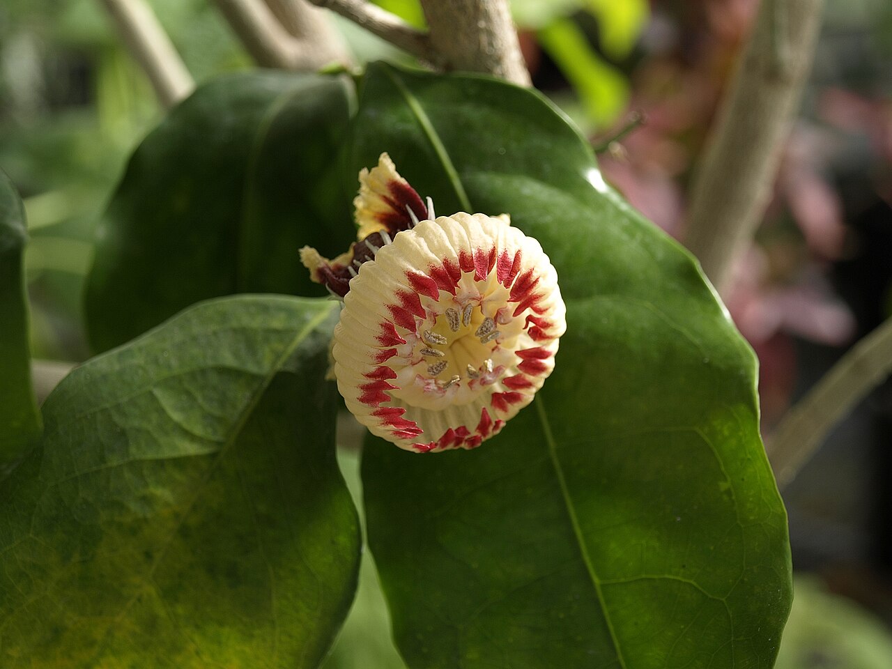Napoleonaea imperialis: Biology Dept. greenhouse, Florida International University, Miami, Florida, USA.
