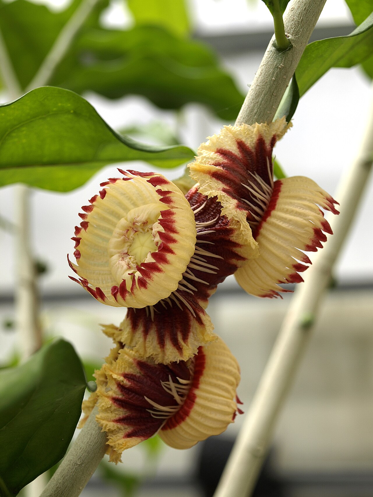 Napoleonaea imperialis: More flowers from this strange tree. The calyx is not visible; the corolla is the reflexed outer whorl. The other bits are modifications and appendages on the s