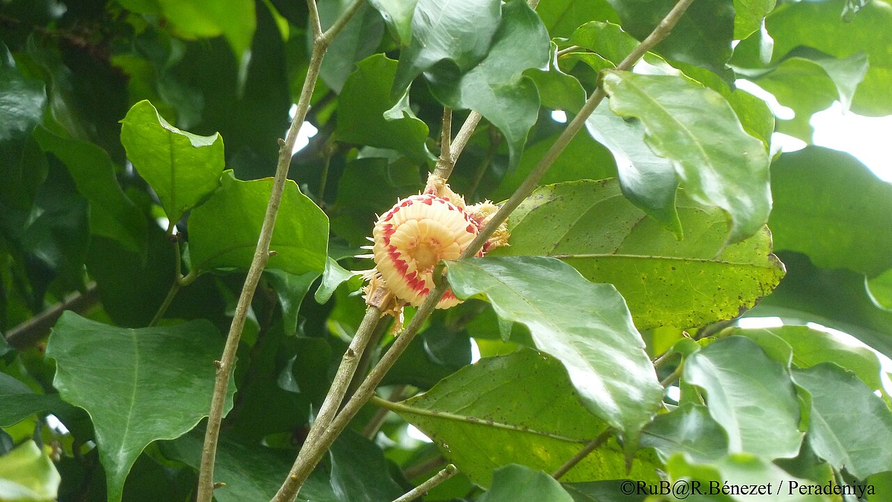 Napoleonaea imperialis: Fleur de N. imperialis (Chapeau de Napoléon) . Jardin Botanique de Peradeniya.