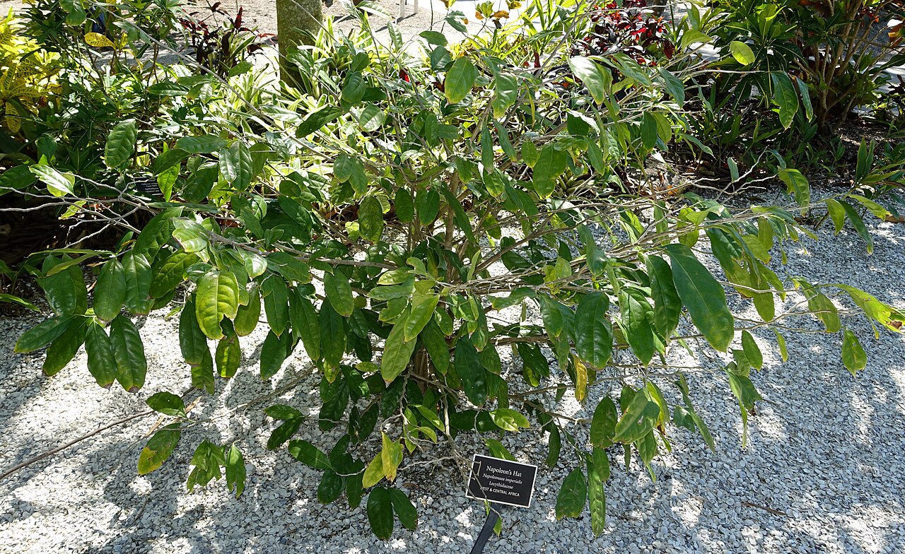 Napoleonaea imperialis: Botanical specimen in the Naples Botanical Garden - Naples, Florida, USA.