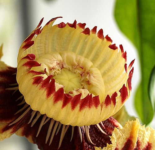 Napoleonaea imperialis: More flowers from this strange tree. The calyx is not visible; the corolla is the reflexed outer whorl. The other bits are modifications and appendages on the s