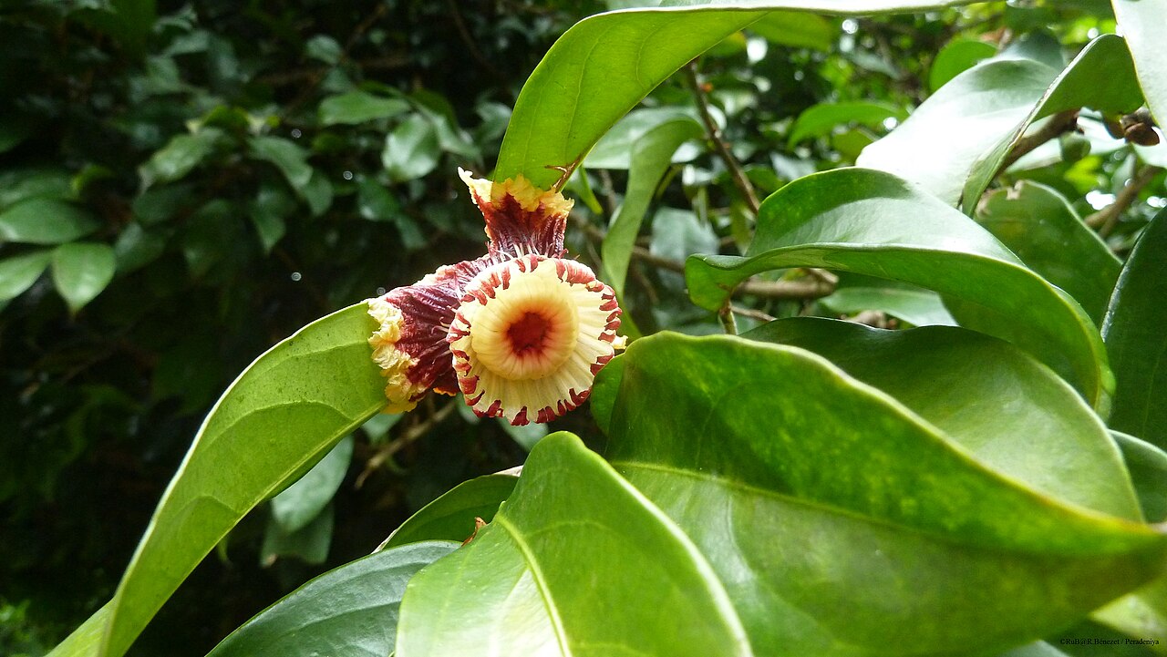 Napoleonaea imperialis: Détail de la fleur. Jardin Botanique de Peradeniya dans la banlieue proche de Kandy au Sri-Lanka.