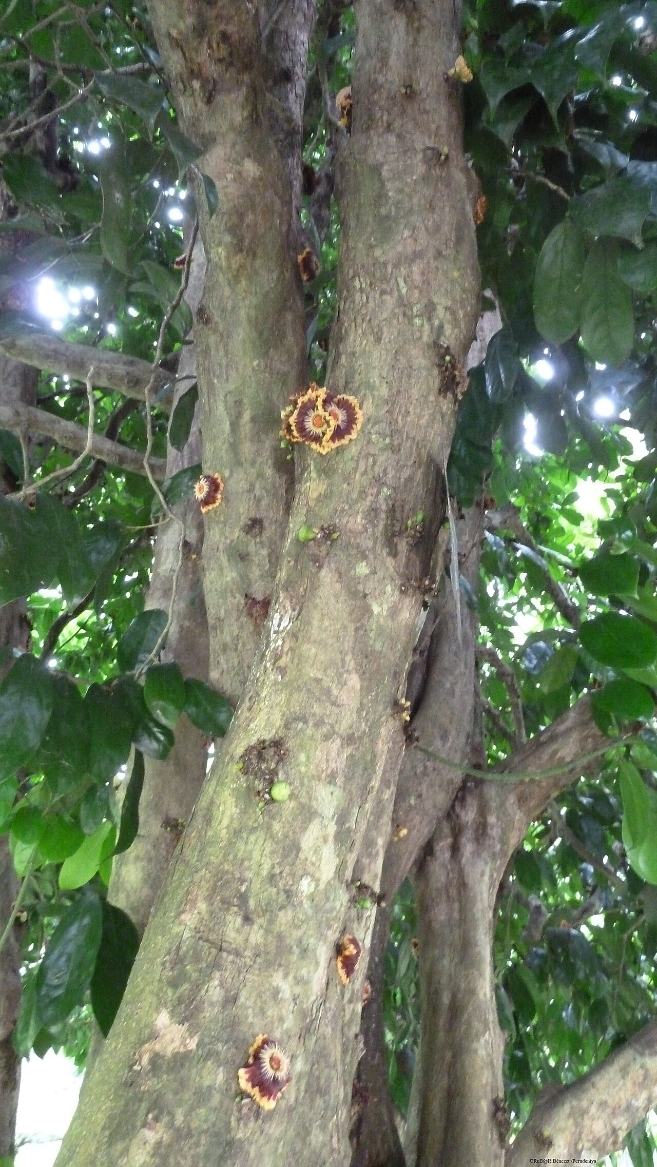 Napoleonaea imperialis: Napoleonaea imperialis avec floraison directe sur le tronc
