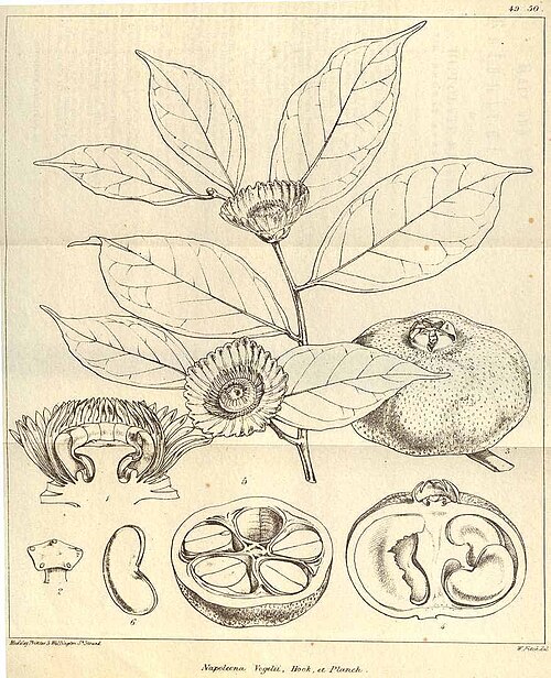 Napoleonaea vogelii: A drawing of Napoleonaea vogelii by W.H. Fitch.
