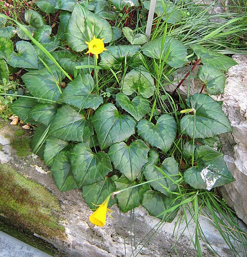 Petticoat daffodil: Narcissus bulbocodium amid leaves of Cyclamen hederifolium in the botanic garden of Berne