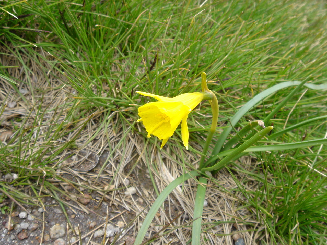 Petticoat daffodil: Narcissus bulbocodium