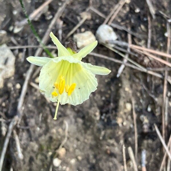 Petticoat daffodil (Narcissus bulbocodium)