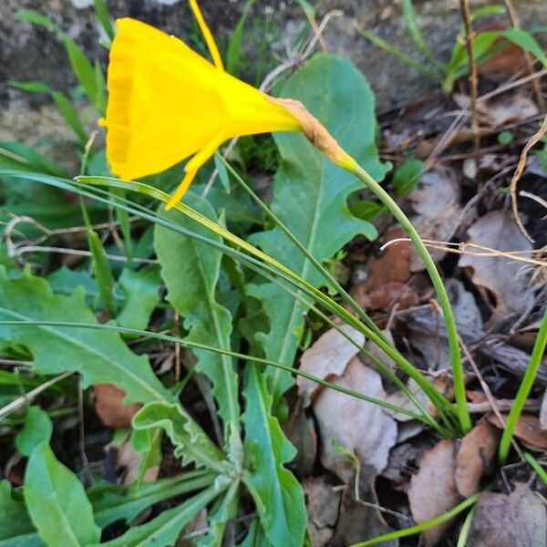 Petticoat daffodil (Narcissus bulbocodium)