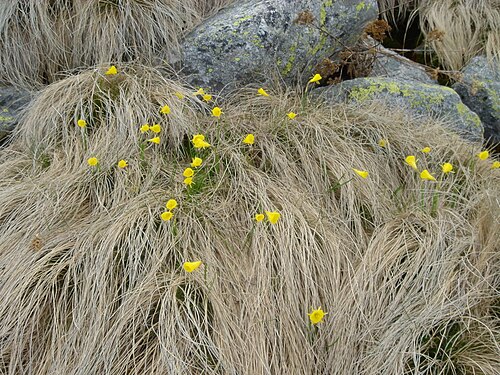 Petticoat daffodil: Narcissus bulbocodium habitat
