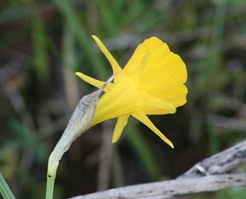 Petticoat daffodil: Narcissus bulbocodium Algarve Portugal