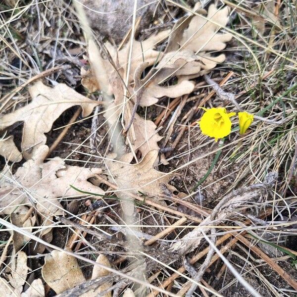 Petticoat daffodil (Narcissus bulbocodium)