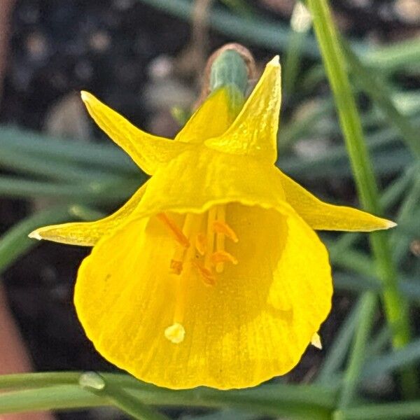 Petticoat daffodil (Narcissus bulbocodium)