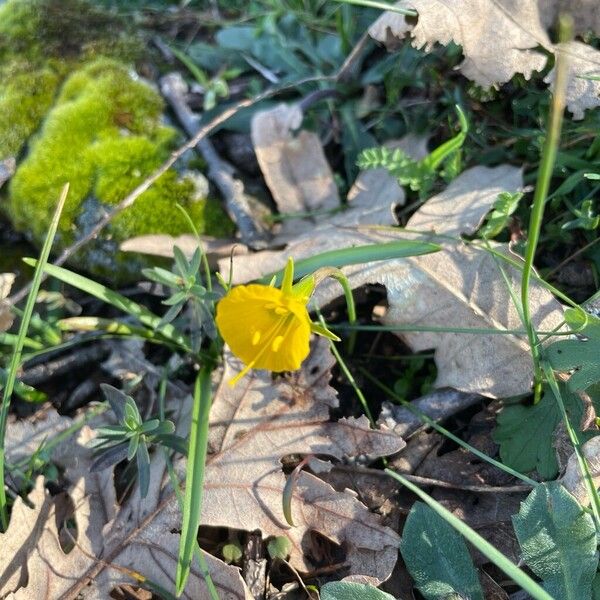 Petticoat daffodil (Narcissus bulbocodium)