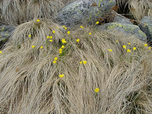 Petticoat daffodil: Narcissus bulbocodium habitat