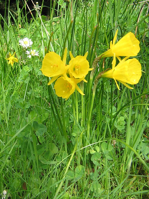 Petticoat daffodil: Narcissus bulbocodium 'Golden Bells' in my garden