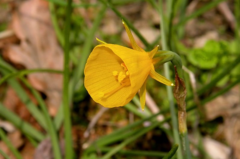 Petticoat daffodil: Narcissus bulbocodium in a garden in Gradignan, Gironde, France on 25 March 2005