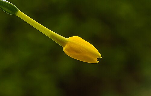 Jonquil: Flower bud of Narcissus jonquilla subsp. Fernandesii . Location. Tuinreservaat Jonkervallei (The Netherlands).
