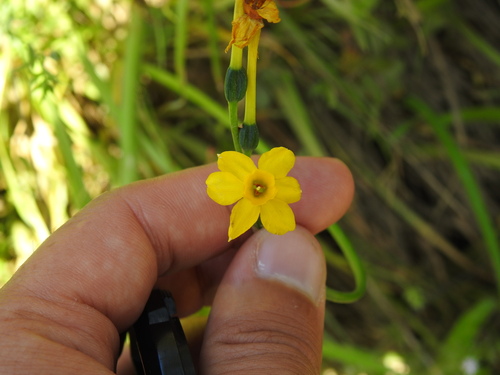 Jonquil (Narcissus jonquilla)