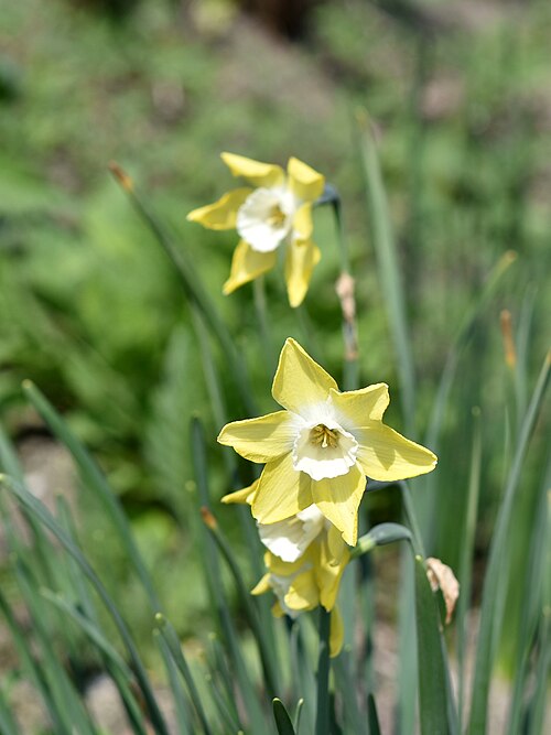 Jonquil: Narcissus jonquilla RUSH DAFFODIL "Pipit". Berggarten Hannover.