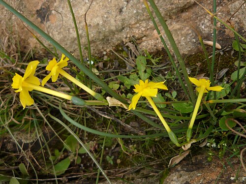 Jonquil: Narcissus jonquilla , El Piélago, Vilches, Jaén, España.
