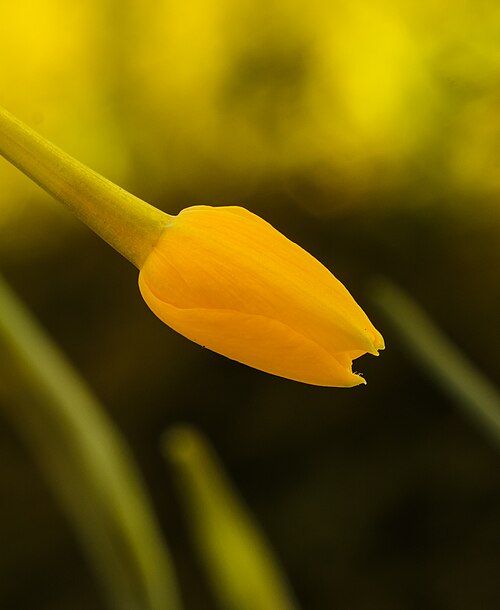 Jonquil: Flower bud of Narcissus jonquilla subsp. Fernandesii . Location. Tuinreservaat Jonkervallei (The Netherlands).