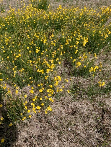 Jonquil (Narcissus jonquilla)