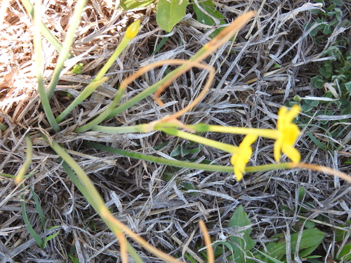 Jonquil (Narcissus jonquilla)