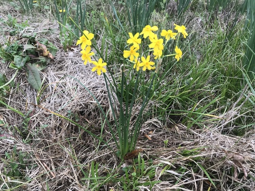 Jonquil (Narcissus jonquilla)