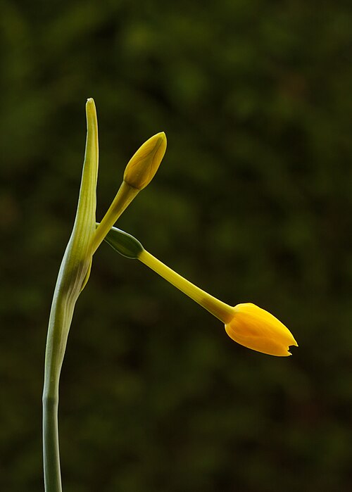 Jonquil: Flower buds of Narcissus jonquilla subsp. Fernandesii . Location. Tuinreservaat Jonkervallei (The Netherlands).