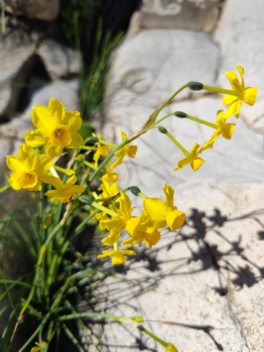 Jonquil (Narcissus jonquilla)