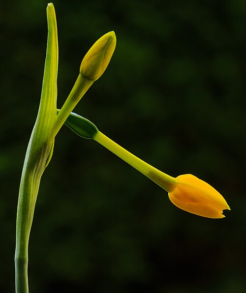 Jonquil: Flower buds of Narcissus jonquilla subsp. Fernandesii . Location. Tuinreservaat Jonkervallei (The Netherlands).